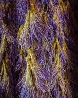B-B-Lavendar-Farm-8.15.21-5554