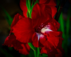 Gladiola-8.16.21-5700
