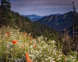 Hurricane-Ridge-8.15.21-5609-qc