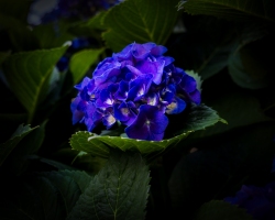 Hydrangea-8.17.21-6071