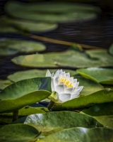 Blackmans-Lake-Lily-8.18.21-0045