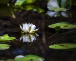 Blackmans-Lake-Lily-8.18.21-0047