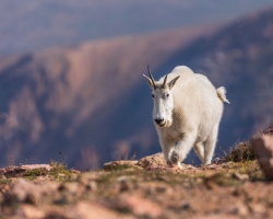 Mountain-Goat-8.23.21-6608
