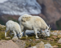 Mountain-Goat-8.23.21-6727