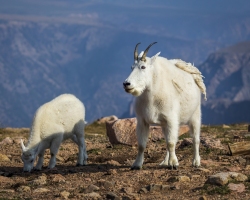 Mountain-Goats-8.23.21-6547