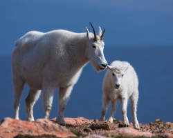 Mountain-Goats-8.23.21-6641