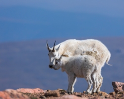 Mountain-Goats-8.23.21-6673