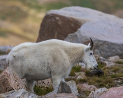 Mountain-Goats-8.23.21-6753
