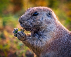 TRNP-Gopher-6801