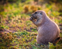TRNP-Prairie-Dog-6787