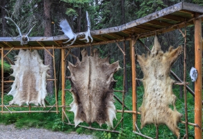 Athibascan-Camp-hides-8.24.23-0246