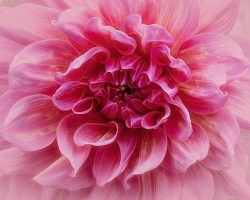 Dahlia-8.23.23-0009@2x