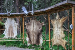 Athibascan-Camp-hides-8.24.23-0246