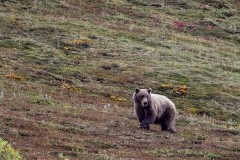Bear-8.26.23-1159