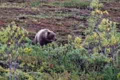 Bear-8.26.23-1186