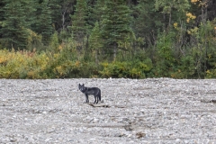 Black-Wolf-8.26.23-0832