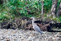 Blue-Heron-8.30.23-1986