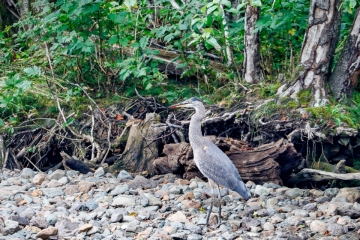 Blue-Heron-8.30.23-1986