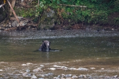 Brown-Bear-8.30.23-1993