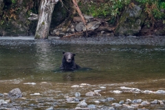 Brown-Bear-8.30.23-1998