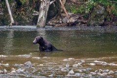 Brown-Bear-8.30.23-2001