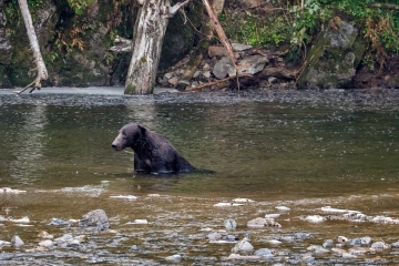 Brown-Bear-8.30.23-2001