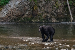 Brown-Bear-8.30.23-2002