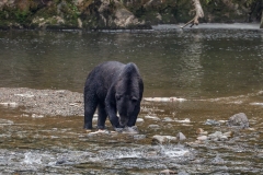 Brown-Bear-8.30.23-2004