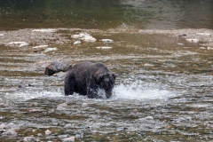 Brown-Bear-8.30.23-2010