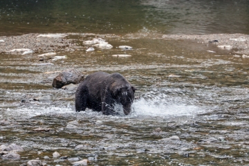 Brown-Bear-8.30.23-2010