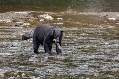 Brown-Bear-8.30.23-2012