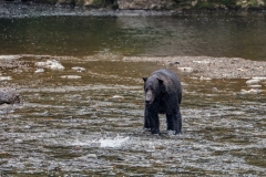 Brown-Bear-8.30.23-2019