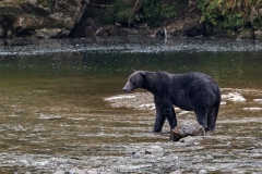 Brown-Bear-8.30.23-2020