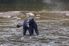 Brown-Bear-8.30.23-Hoonah-2013
