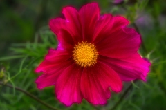Cosmos-8.23.23-0004