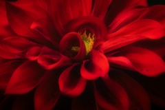 Dahlia-8.23.23-0007@2x