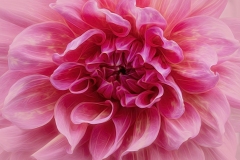 Dahlia-8.23.23-0009@2x