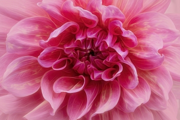 Dahlia-8.23.23-0009@2x