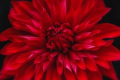 Dahlia-8.23.23-0018