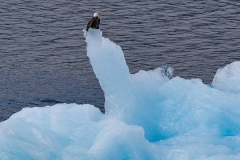 Eagle-on-Iceberg-8.31.23-2098