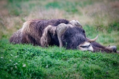 Muskox-8.28.23-1851