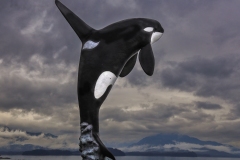 Orca-Hoonah-8.30.23-0399