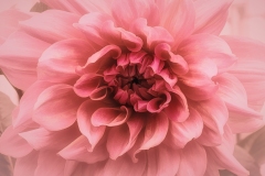 Pink-Dahlia-8.23.23-0009