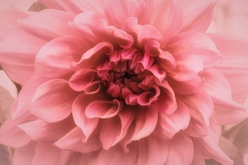 Pink-Dahlia-8.23.23-0009