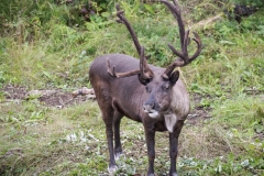 Reindeer-8.24.23-0287