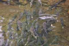 Salmon-Hoonah-8.30.231982