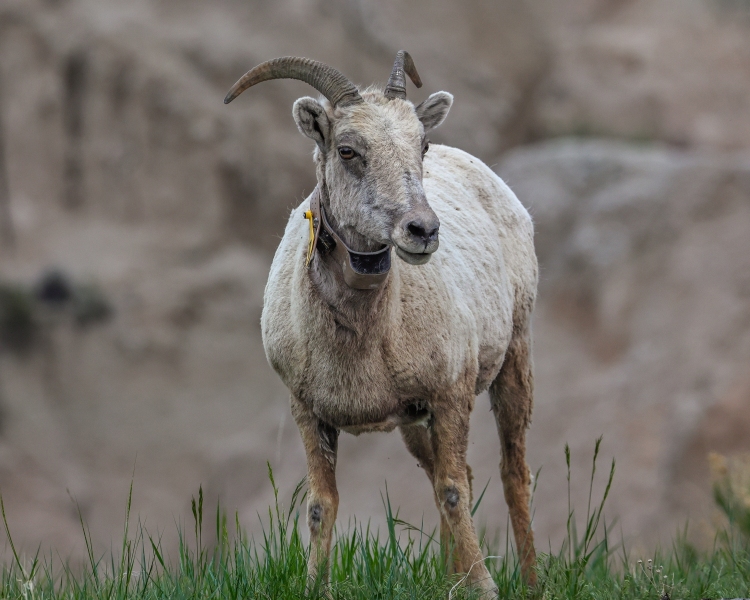 Big-Horn-Sheep-5.27.23-9890