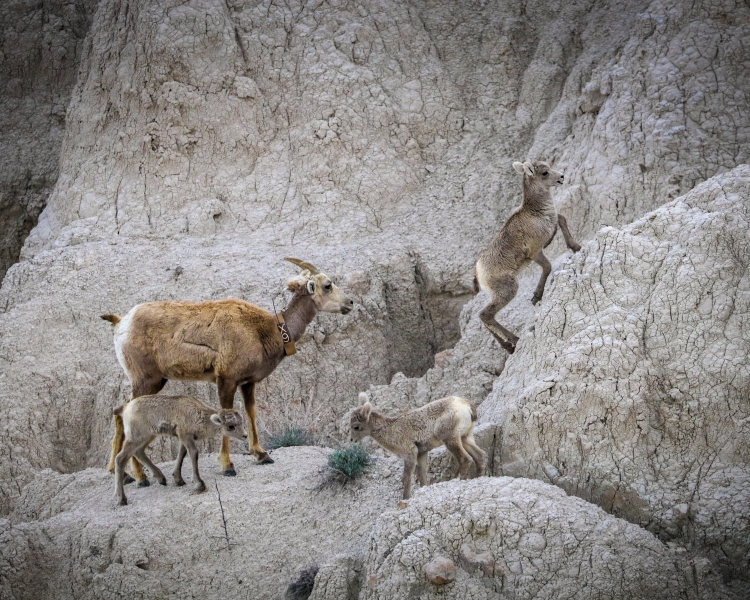 Big-Horn-Sheep-5.28.23-8961