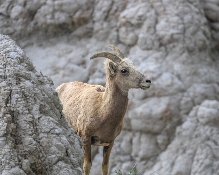 Big-Horn-Sheep-5.28.23-8977