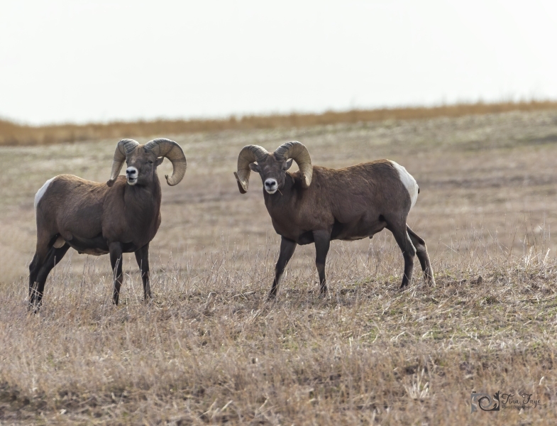 Big-Horn-Sheep-9.26.20.2